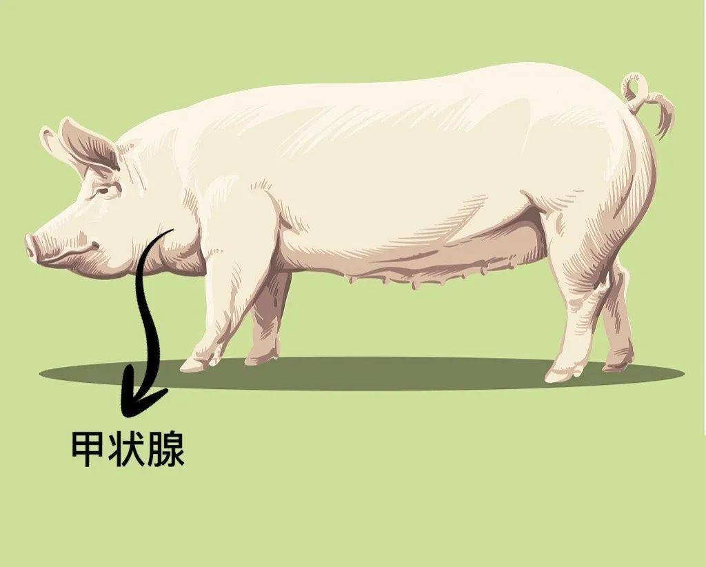 猪身上的哪些部位不能吃?哪种猪肉不能买呢?