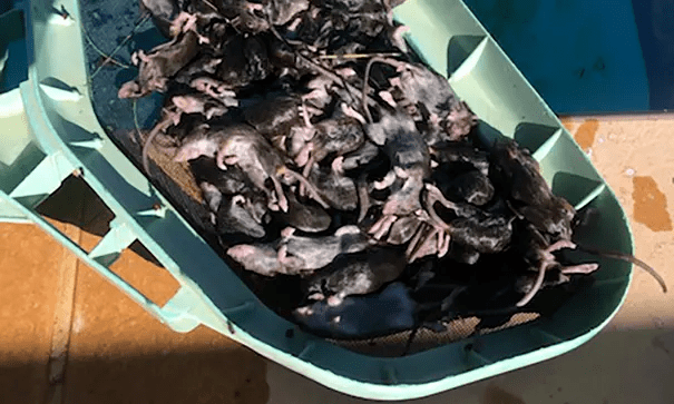 澳洲老鼠泛滥成灾图片