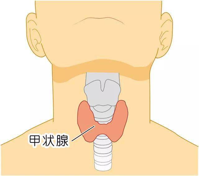 颈部甲状腺位置图图片