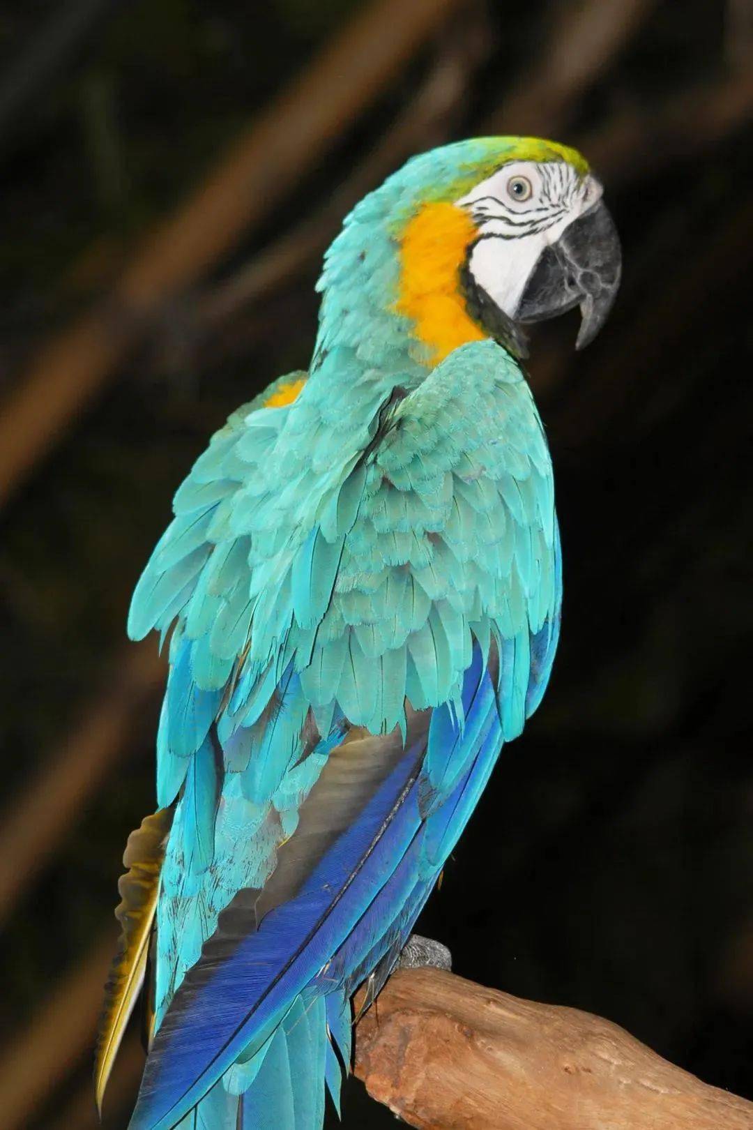 色华丽快试试这小可爱到底会不会说话~"鹦鹉学舌"说得就是它羽色绝美