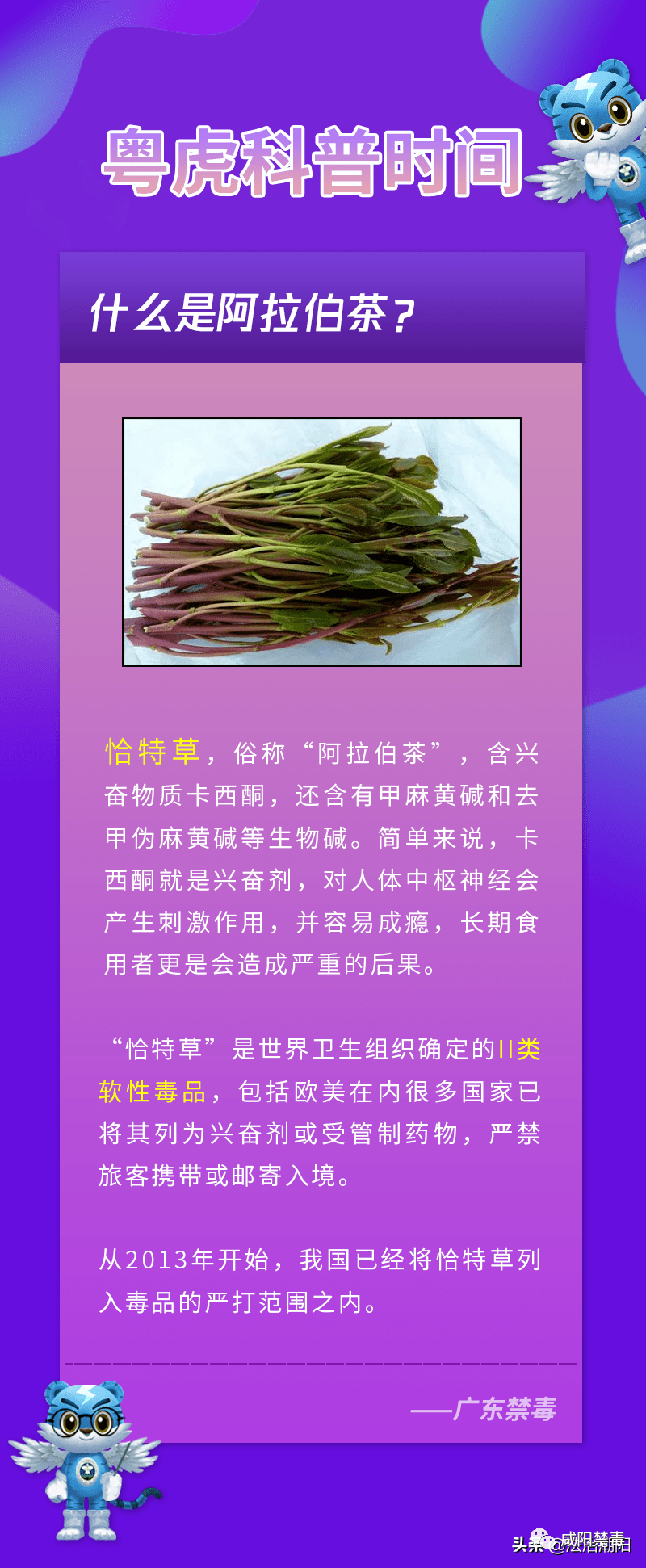 俗称"阿拉伯茶"