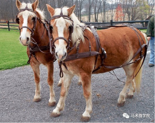 哈福林格马——阿尔卑斯山间精灵_马匹