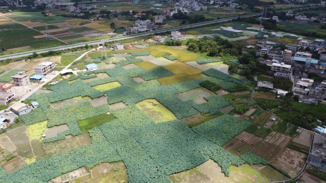 博白三滩守育村千亩莲藕喜上市你吃的莲藕可能是这里种的