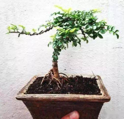 什么可以做盆景 8884224f35184557b68196dbb04a173c.jpeg