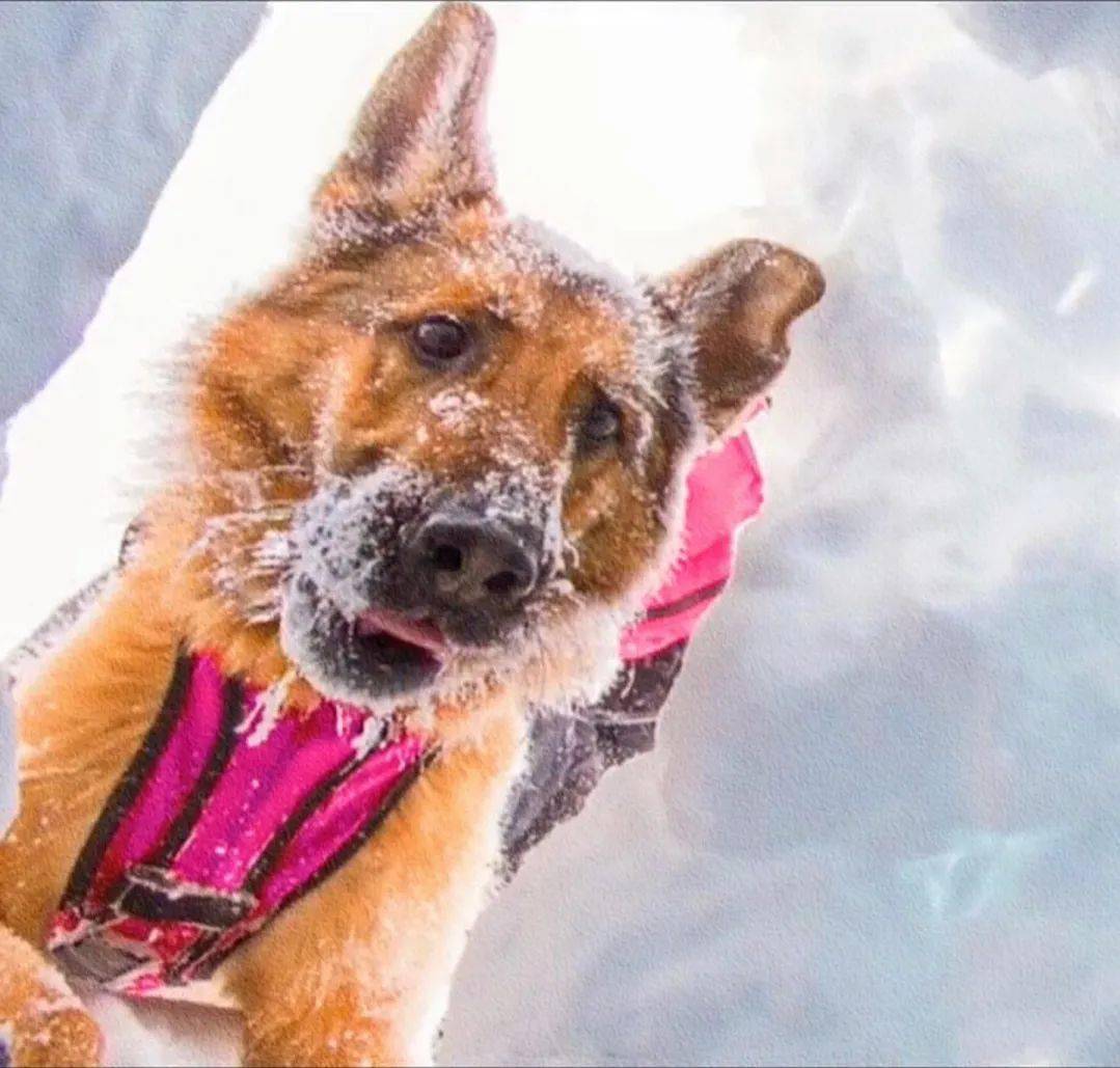 搜救犬发现幸存者打开一看被暖哭了