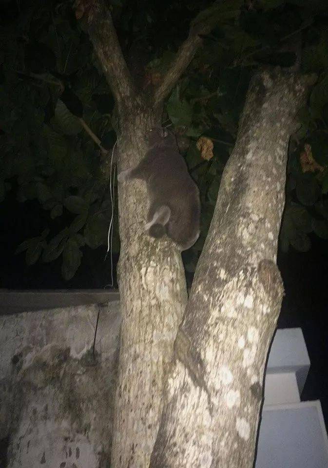 肥猫深夜趴到树上,结果下不来卡在中间,被救下来后这表情亮了!