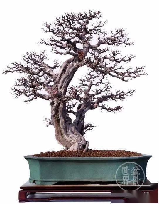 最美的100盆雀梅盆景(建议收藏)-大秦号