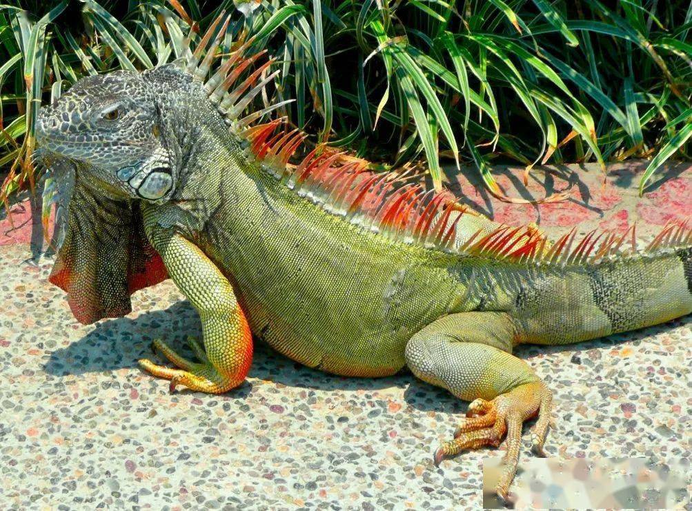 绿鬣蜥大蜥蜴爱吃素最有人气的网红爬宠
