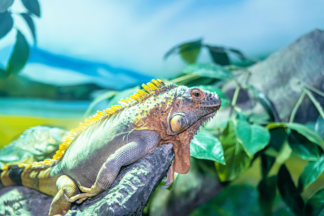 绿鬣蜥大蜥蜴爱吃素最有人气的网红爬宠