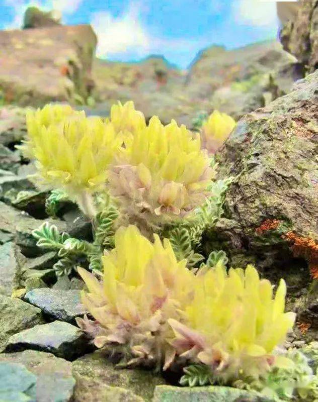 刁洪青心中的雪莲花