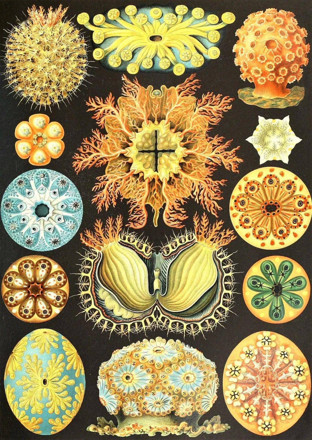 海克尔《自然界的艺术形态》中的海鞘