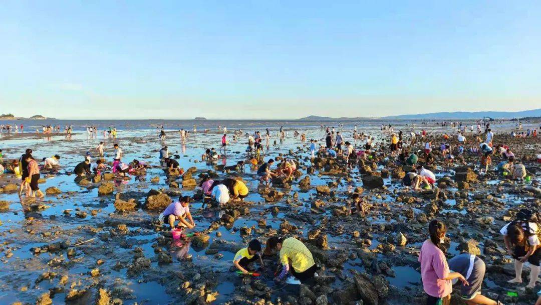 市民,游客赶海大军带着各种工具环岛路一带,傍晚退潮时市民赶海拾贝"