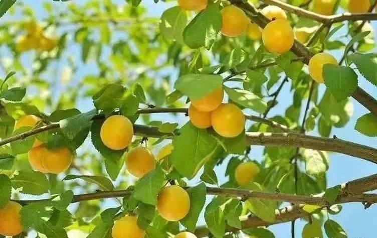 约吗文殊的杏熟了等你来摘