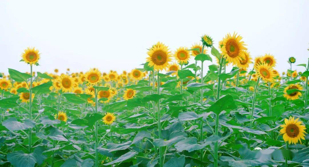 这处夏日的小美好,藏在景区的钢琴湖景点附近,非常显眼.阳光灿烂的