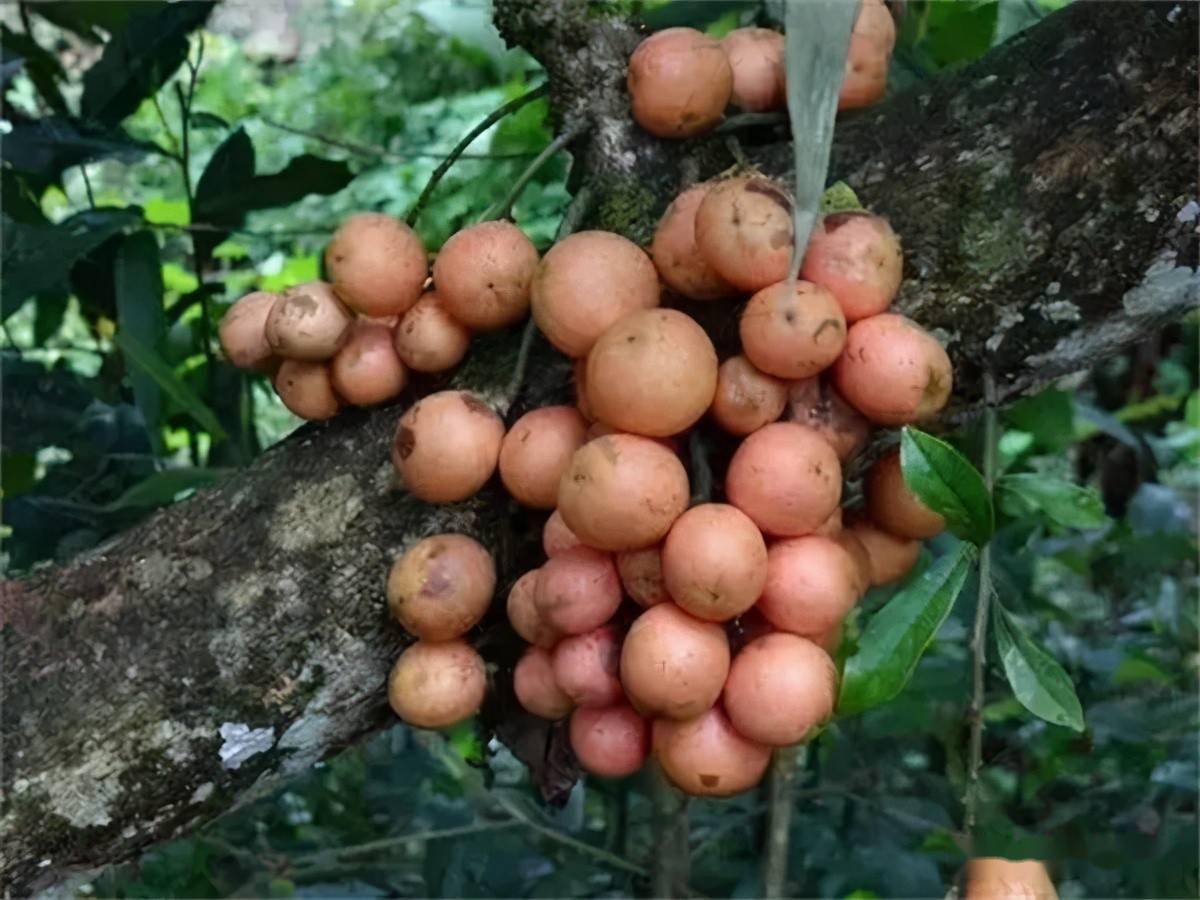 比荔枝娇贵,摘下3天就坏,7月成熟一斤20元,广收智商税_木奶果