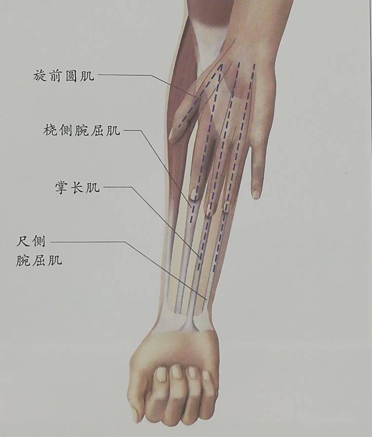 肘部伸肌总腱图片