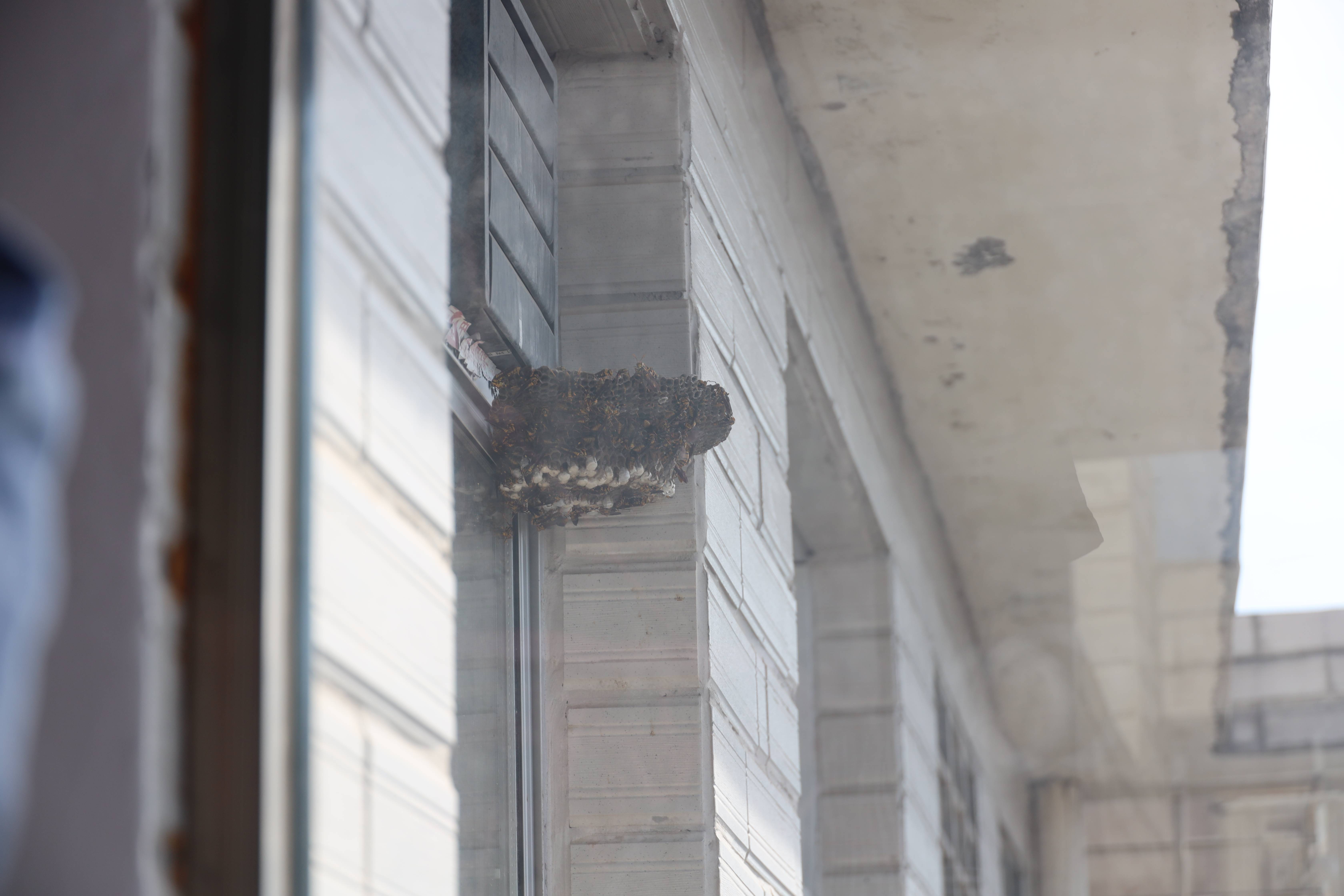 在香雪苑小区,指战员发现民房三楼墙角有一个巨型马蜂窝,但现场并没有