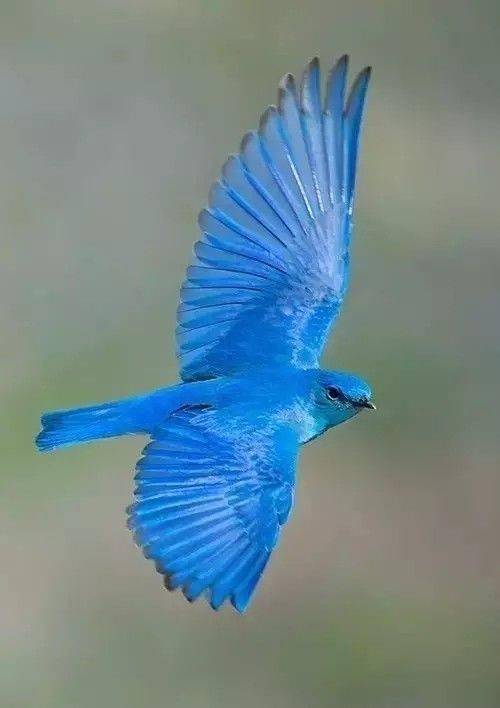 农村蓝色的鸟图片
