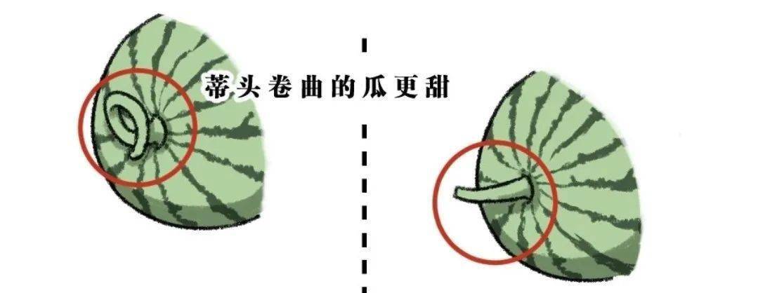 另外,瓜蒂枯萎,很有可能是"早采瓜",直瓜藤,不建议购买噢~挑选西瓜藤
