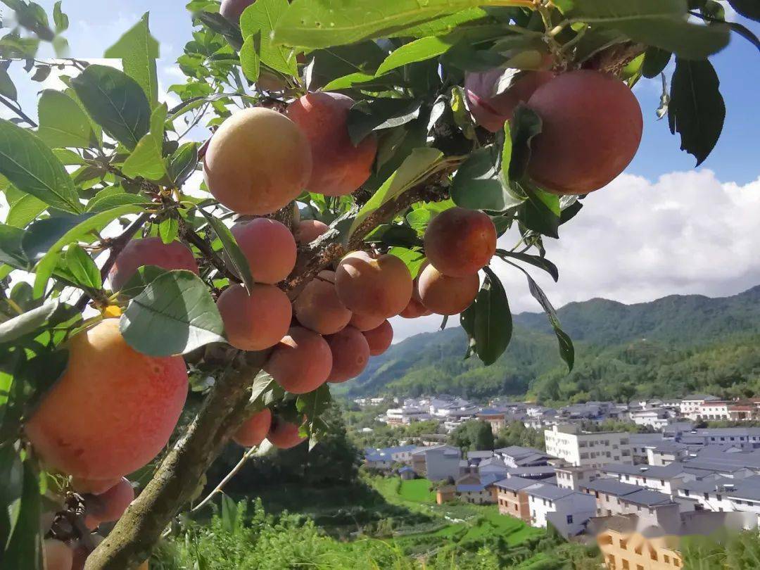 洞头乡芙蓉李采摘季马上开启还不赶紧约上小伙伴先来尝尝鲜