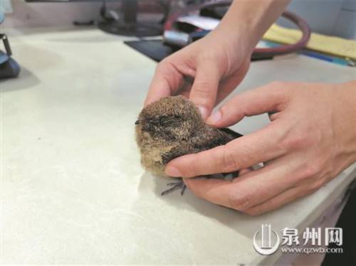 小夜莺来访 警民接力救助