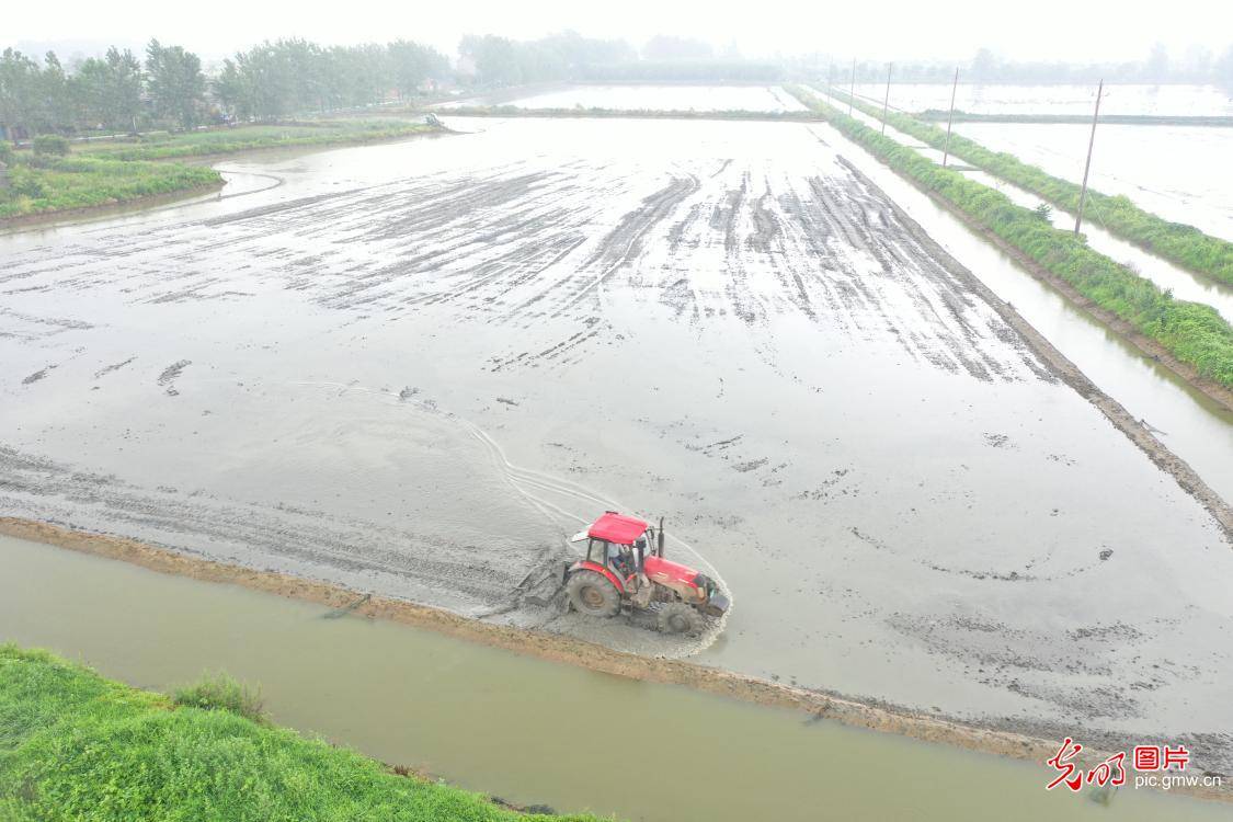 and|Rice and shrimp breeding base in E China's Jiangsu Province