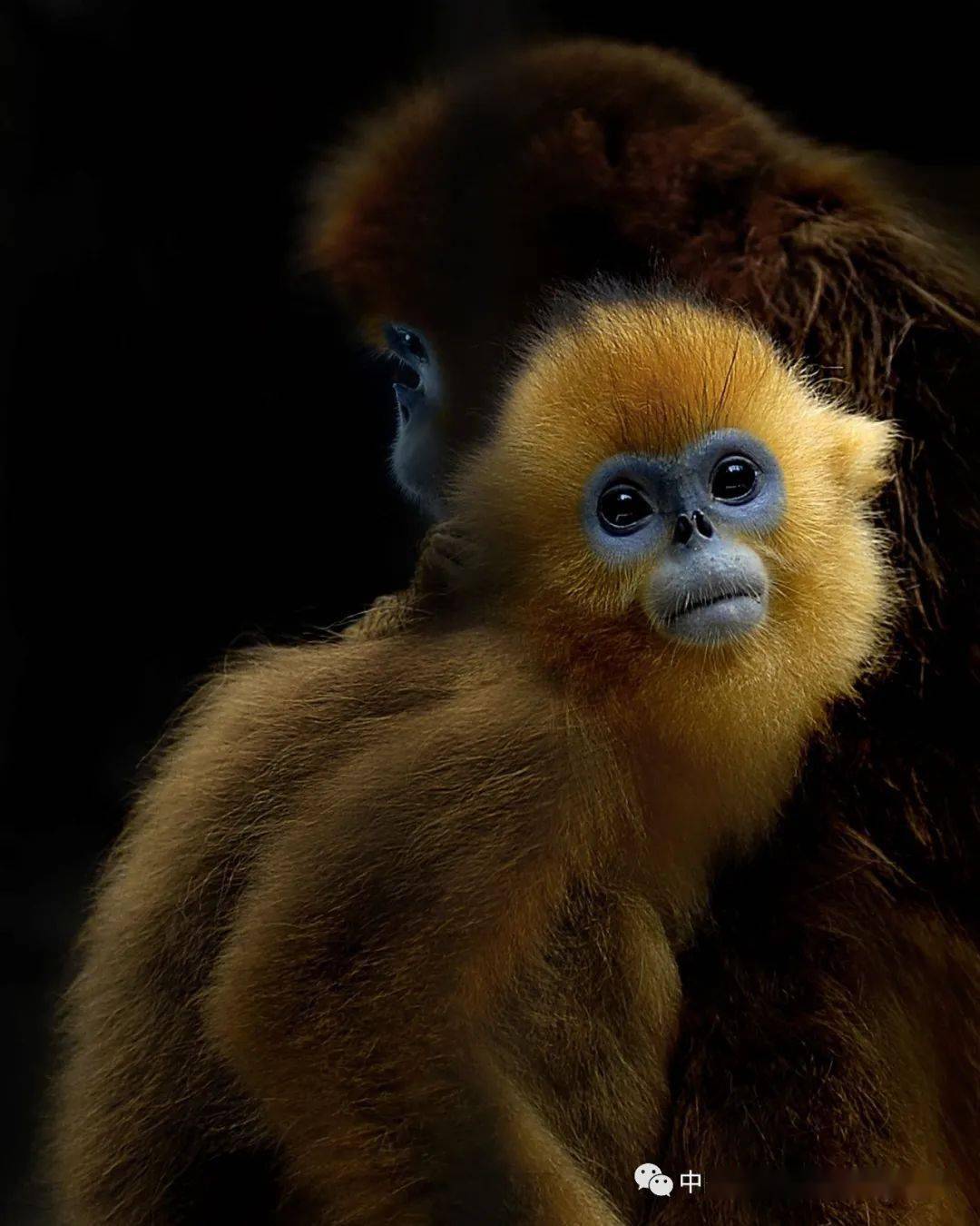 生态贵州野生动物永远的家