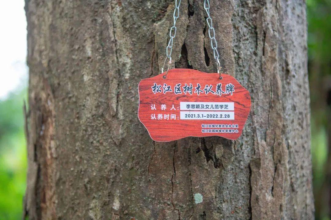 古树是守护绿水青山的见证,你认养的古树,在佘山吗?_保护