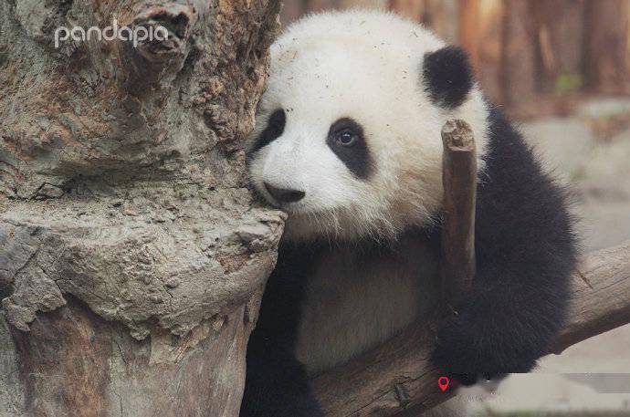 出彩滾滾要一份大熊貓的萌態不用加冰