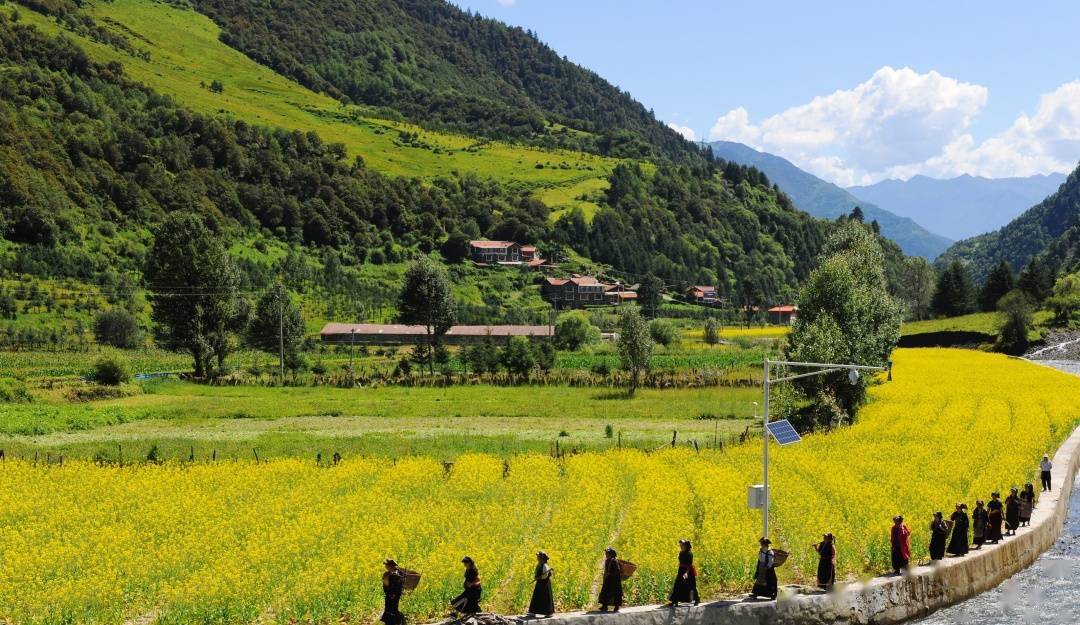 打卡金川七月去金川看最美的油菜花