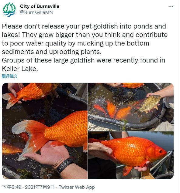 美国小城现巨无霸金鱼当地官员崩溃 别再乱放生了 图 伯恩斯维尔