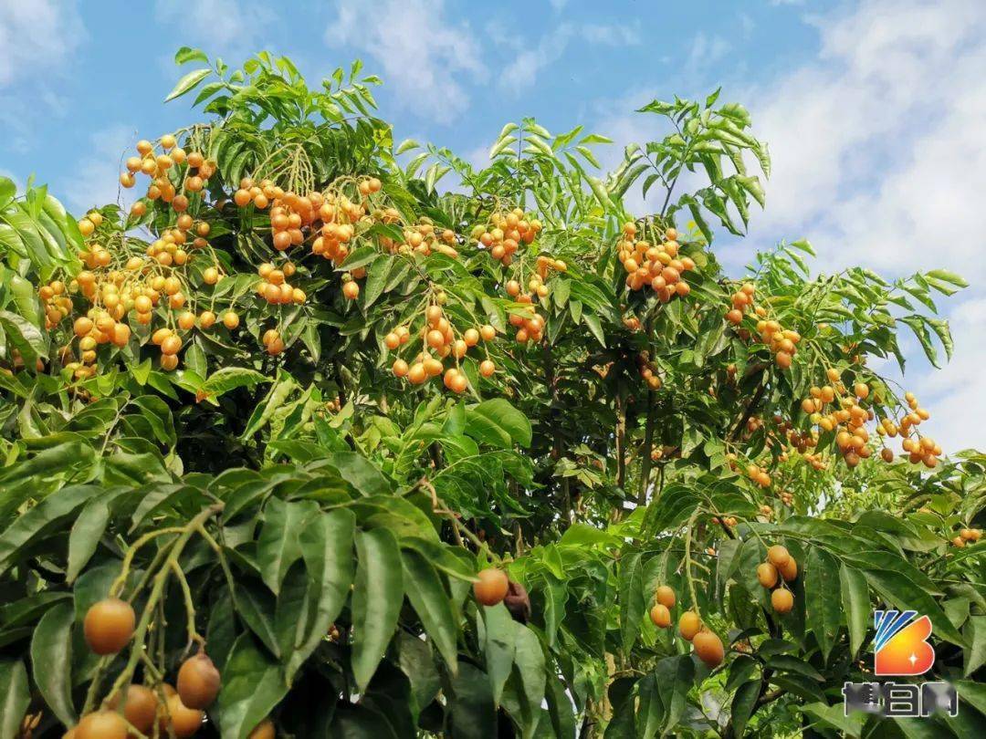 你吃過無核的黃皮果嗎博白有人種植數十棵迎來大豐收啦