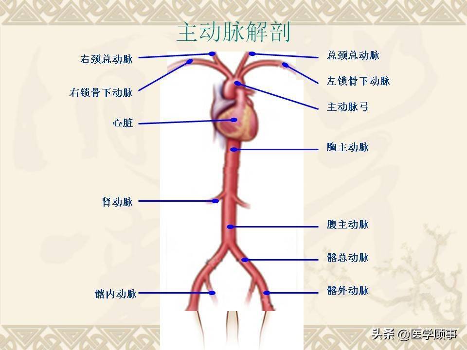 主动脉及其分支概况图图片