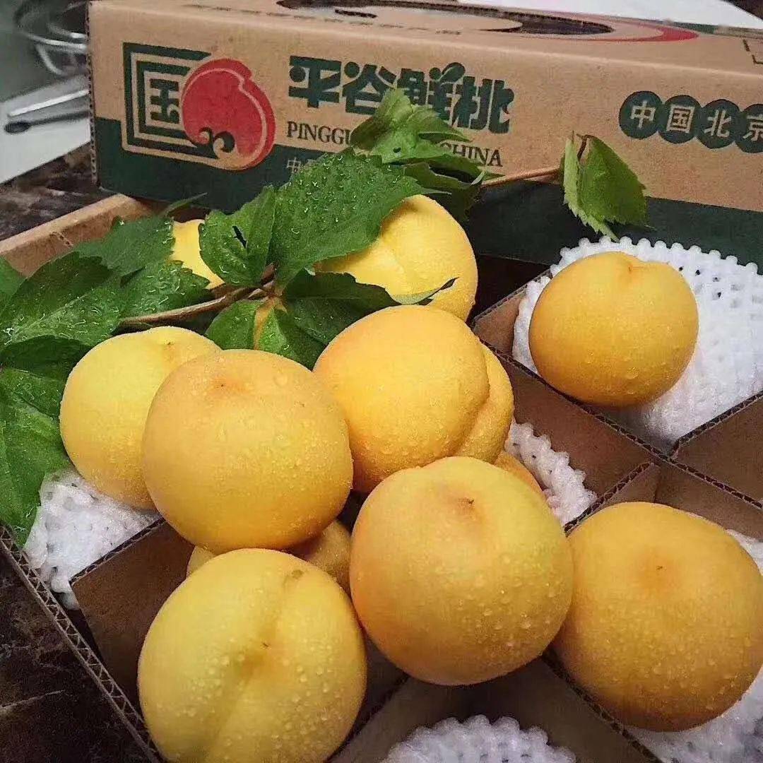 平谷区长卖桃 7e8a7992be6b4c059c8b72f186290740.jpeg