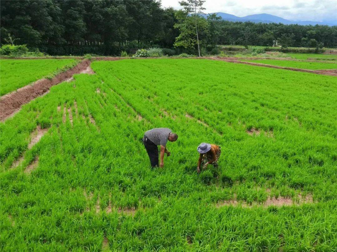 高科技种田丨让勐腊旱地由红变成了绿!_种植