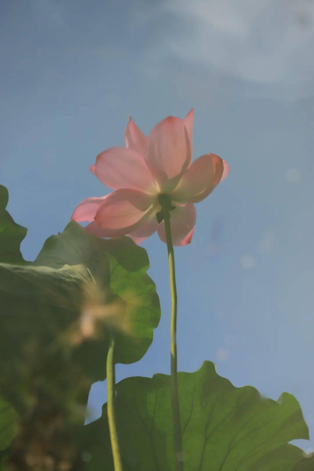 清湖,碧叶,嫩荷,远香——周末愉快,因荷而来_荷花