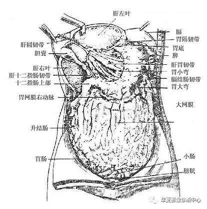 腹膜和腹膜腔解剖