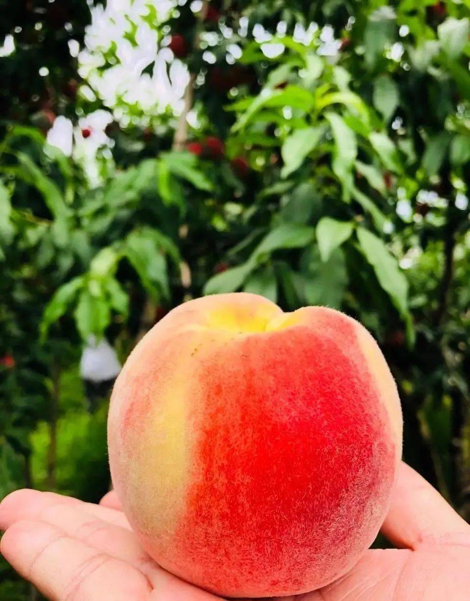 舌尖穆阳穆阳水蜜桃没什么了不起的