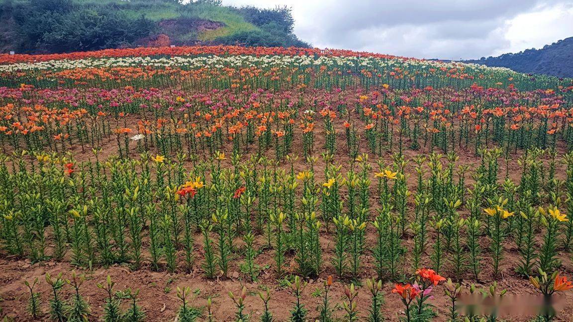 百合花的生长环境图片