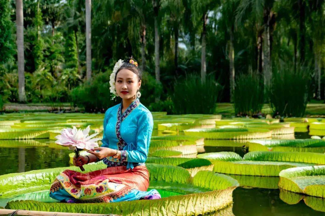 西双版纳王莲安家大观公园昆明人来赏荷啦