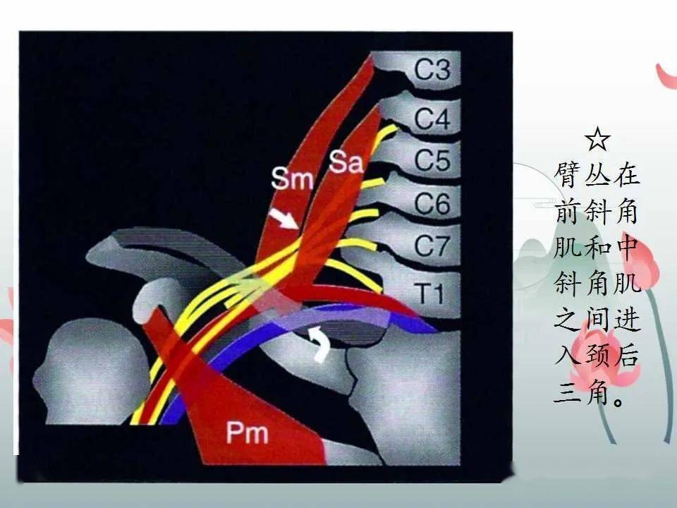 文献阅读与病例讨论61臂丛神经的解剖与超声扫查