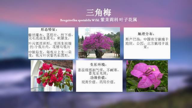 公园里常见的植物名称图片