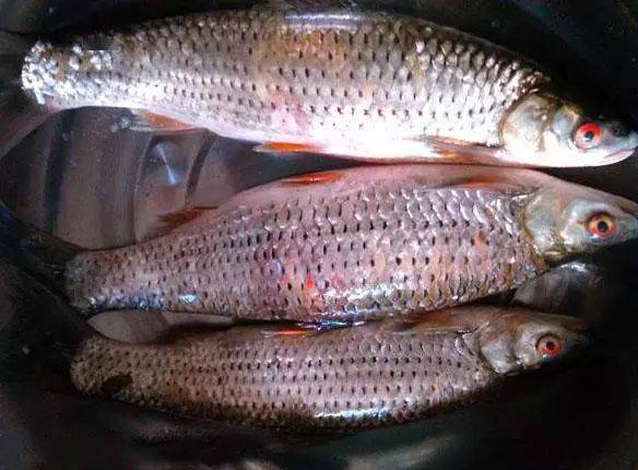 红眼鱼又叫赤眼鳟体修长,略呈圆筒状,体色银白,因眼上缘有一红斑而得