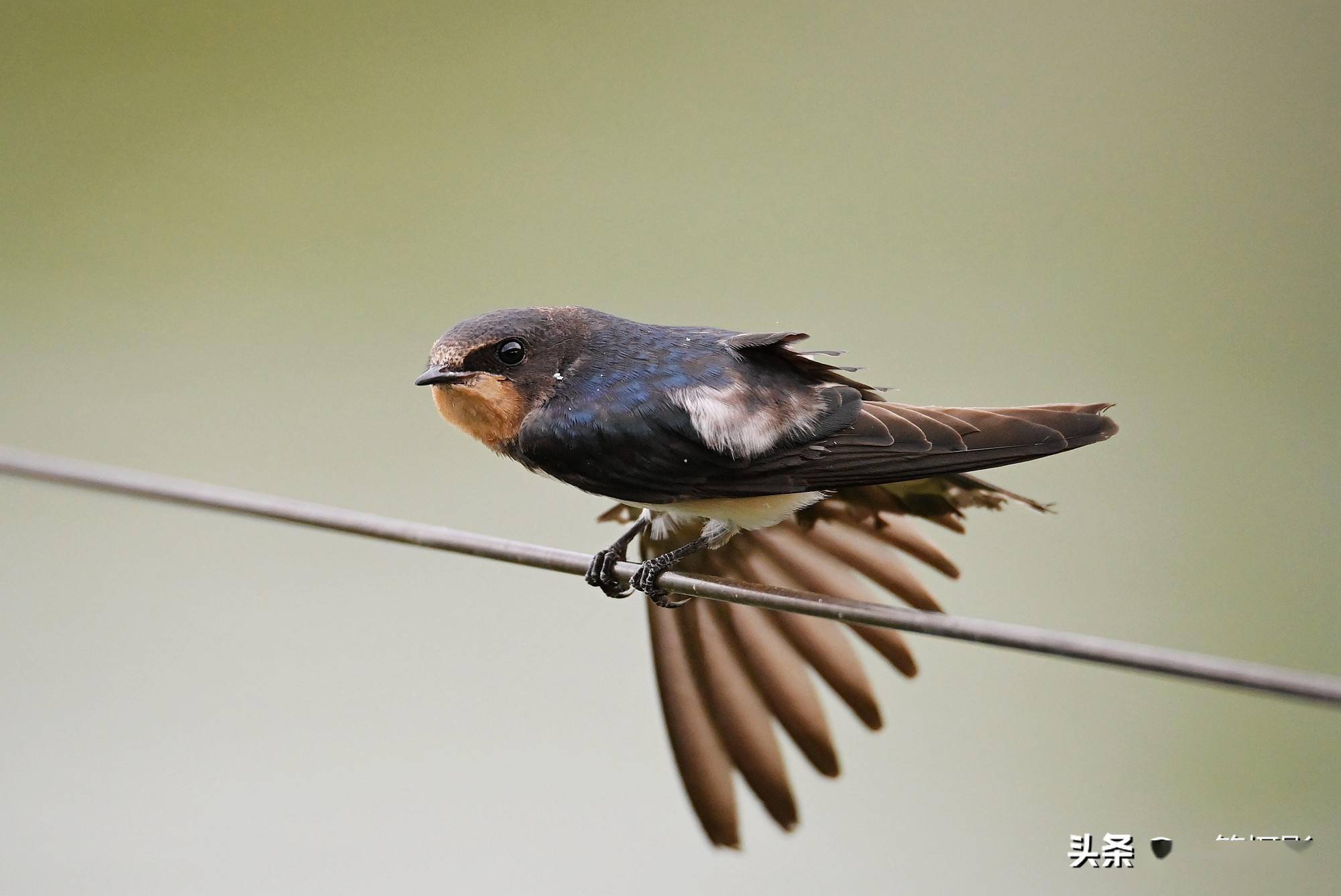 铁线上,一只小燕子卖萌