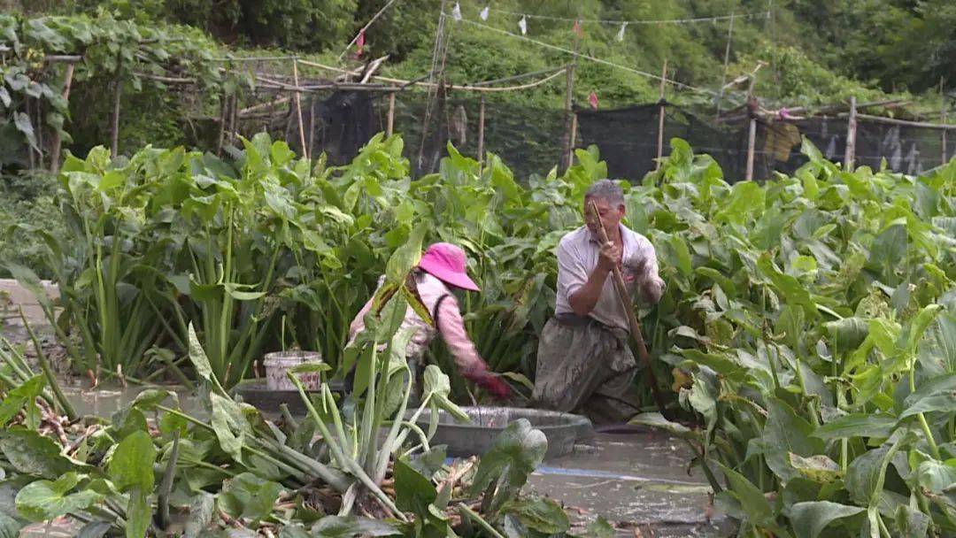 時下,在新城鄉馬扒嶺村的田間,綠油油的茨菇長勢喜人,種植戶蘇官生