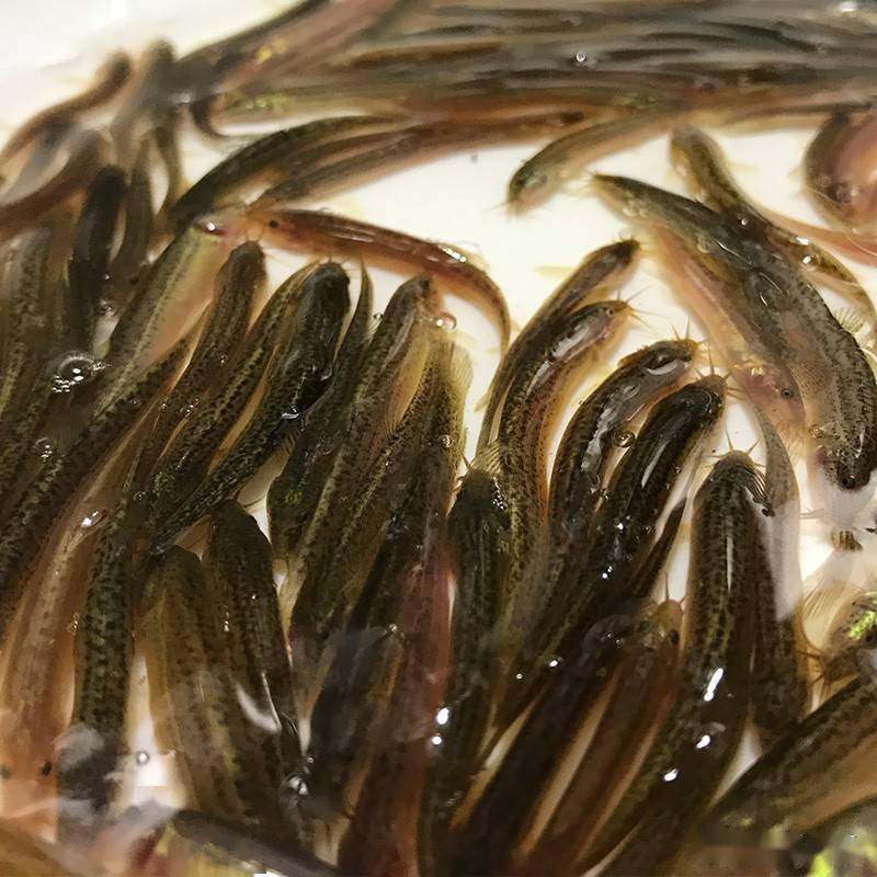 宁夏地区台湾泥鳅设施温棚人工繁殖技术初报
