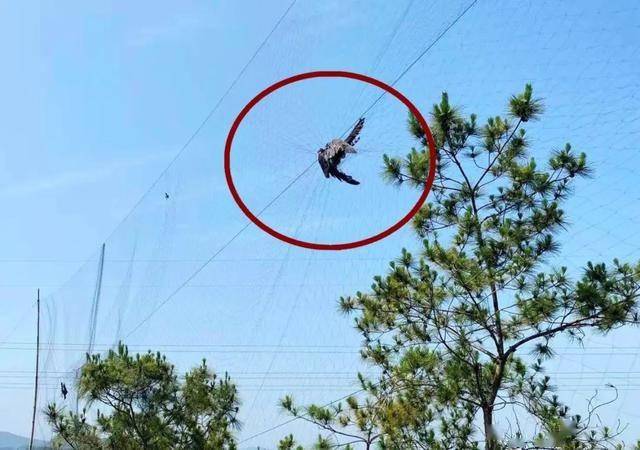 破坏野生动物资源狩猎野生动物通过放捕兽夹或者挂捕鸟网等方式然而