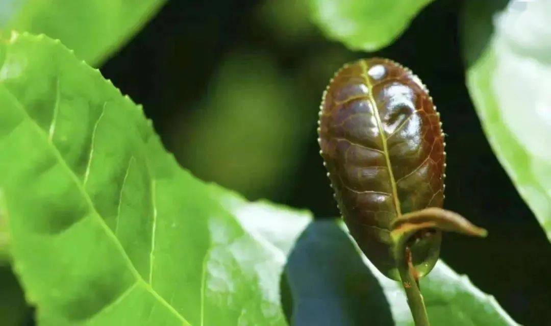 67茶拳同修雷高岭教授六大茶类知识第八课乌龙茶2