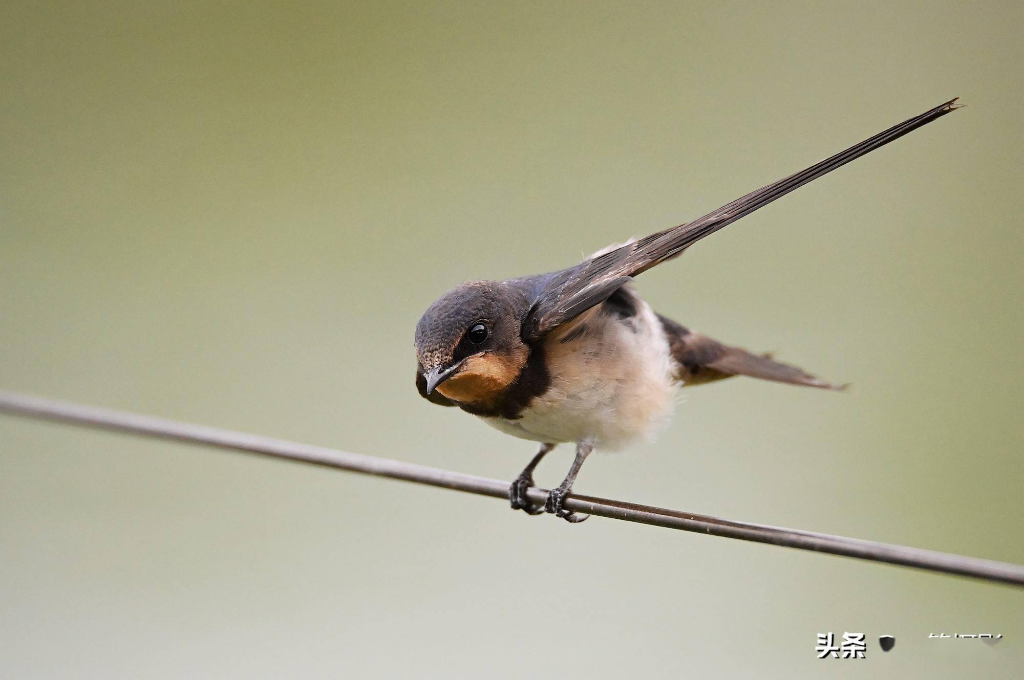 铁线上,一只小燕子卖萌