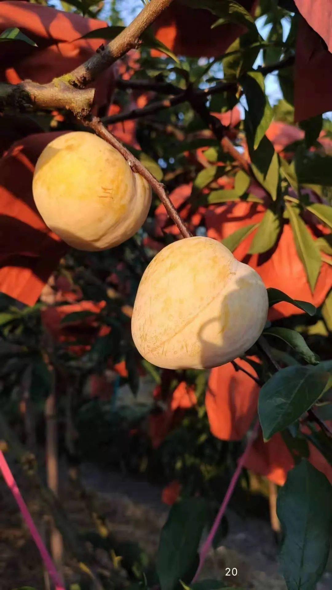 省内包邮98元抢九峰山黄金奈李10斤每天清晨现摘现发